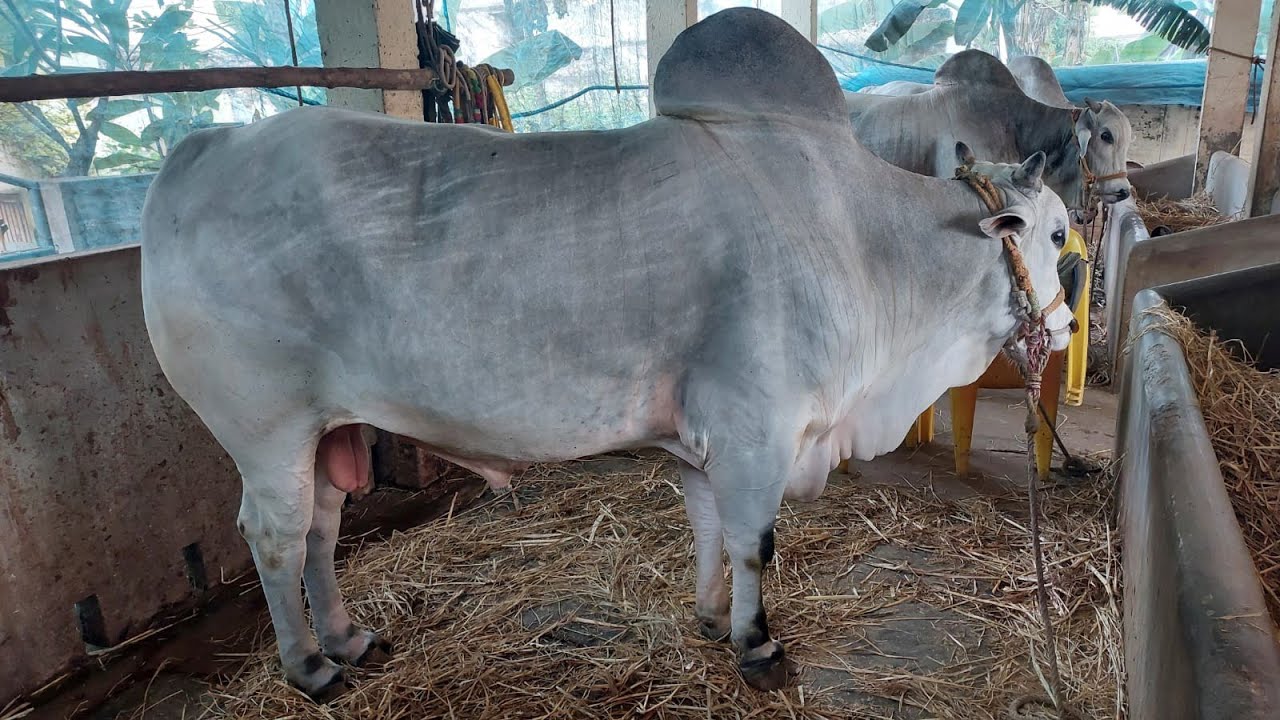 Rk💛bulls🦁 vetapalem✌️rama💕