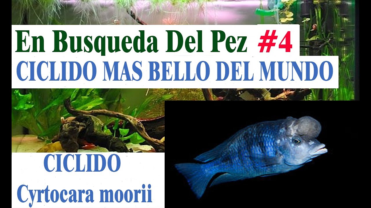 PEZ CICLIDO DELFIN del Malawi/ En busca del pez ciclido mas bello del mundo / CAPITULO 4