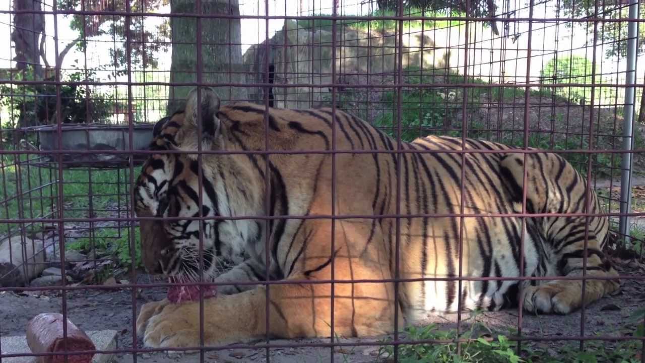 Tigers Flavio SARMOTI Bengali Moving Day and Eating