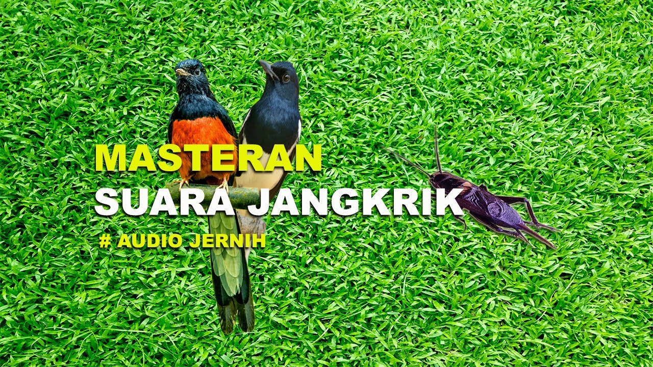 MASTERAN JANGKRIK AGAR BURUNG NGEROL PANJANG