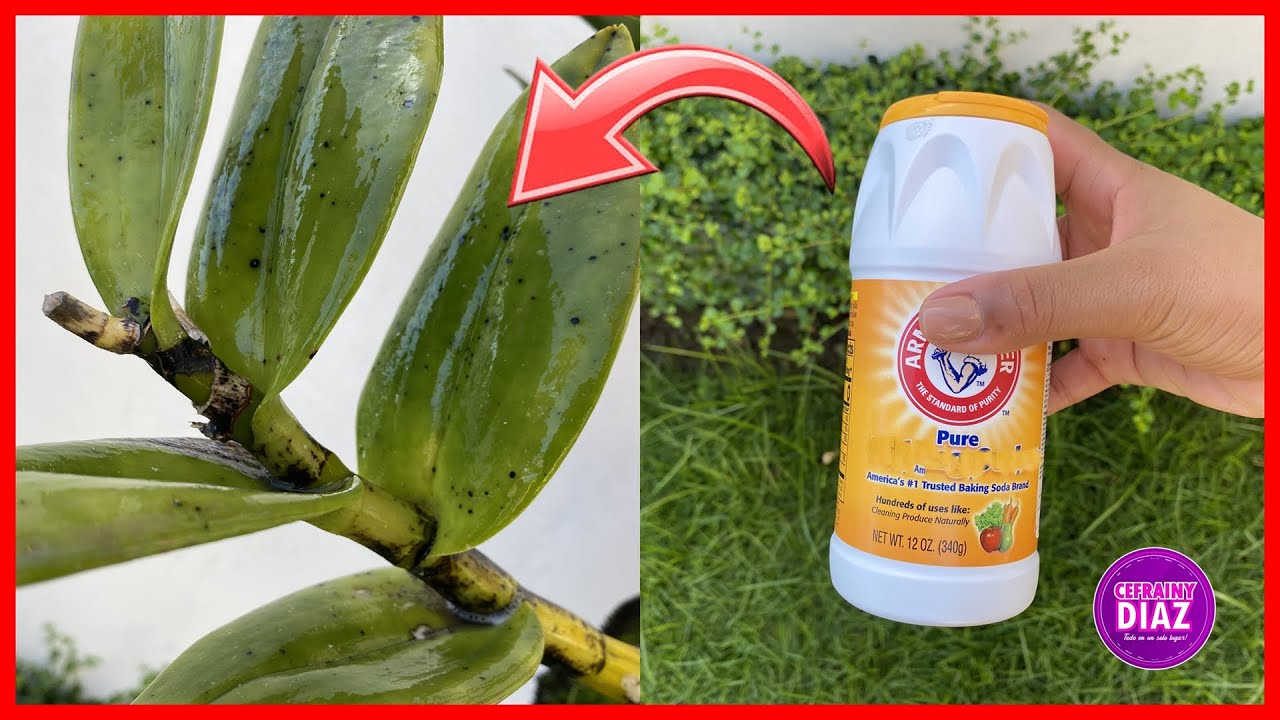 COMBATE los HONGOS NEGROS en las ORQU&Iacute;DEAS - El mejor fungicida hecho en casa, tienes que probarlo!