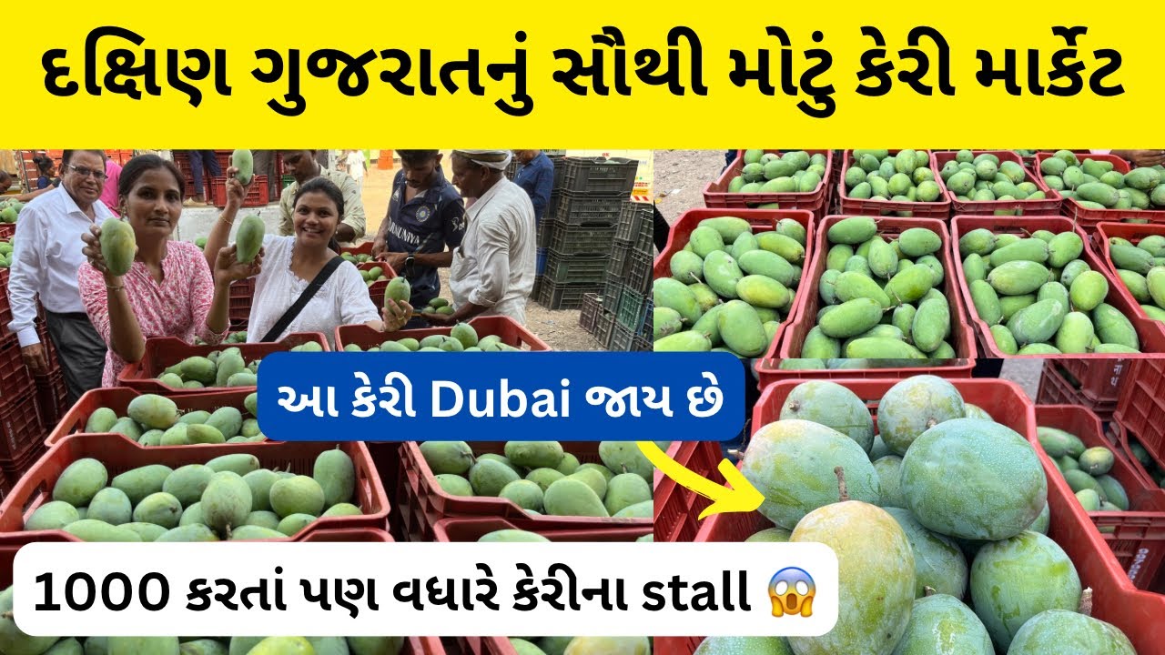 કેરી ની ગણી બધી વેરાયટી મળે આ માર્કેટ માં | કેરી ના ઢગલે ને ઢગલા જોવા મળે અહિયાં | mango market