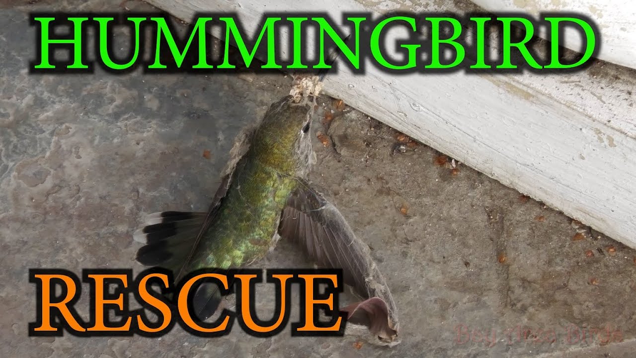 Hummingbird  Rescue In 4 K