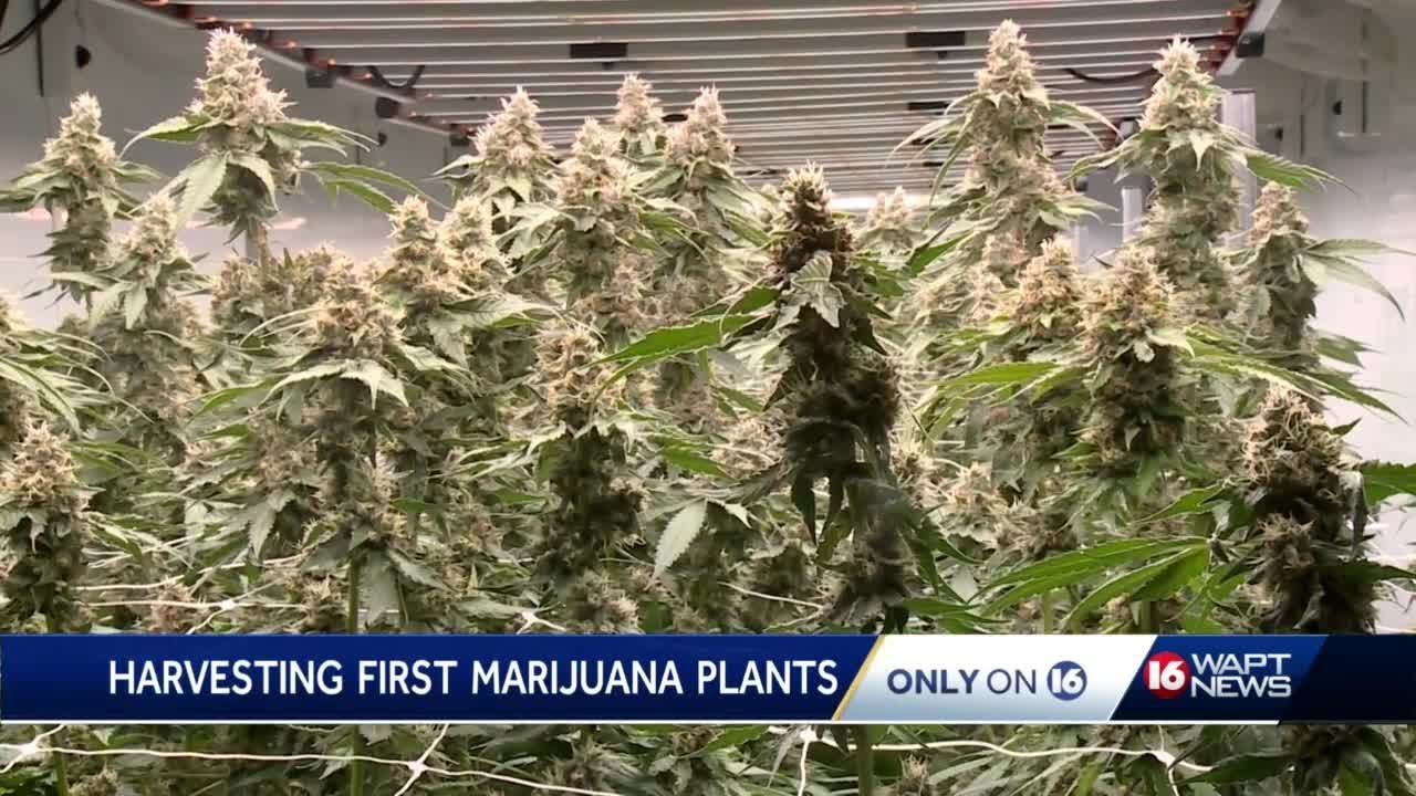 Ms Marijuana Ready