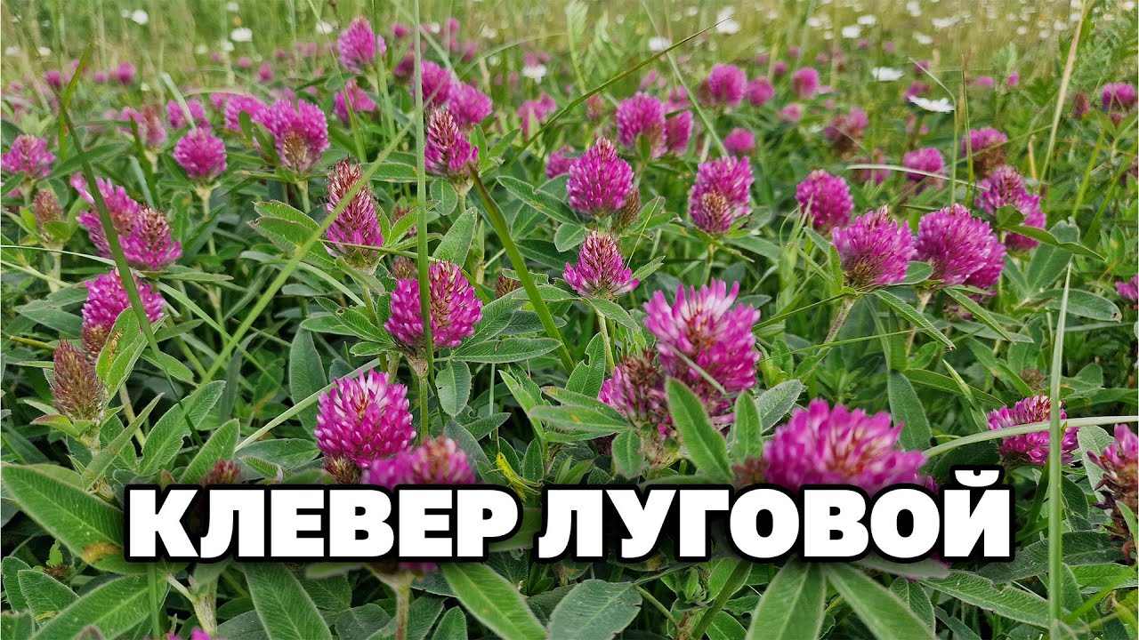 ПРАВИЛА СБОРА КЛЕВЕР ЛУГОВОЙ ПРИМЕНЕНИЕ ГОЛОВНАЯ БОЛЬ АТЕРОСКЛЕРОЗ ПРИ КЛИМАКСЕ  @natureMarusya