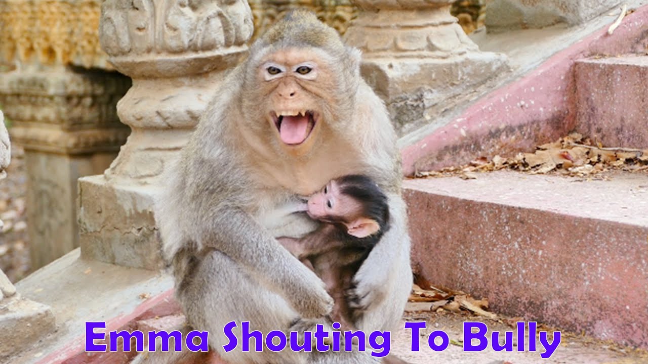 Mom Emila Carrying Baby Emma Monkey In Hands Shouting Very Loud When She Seeing The Huge Male Monkey