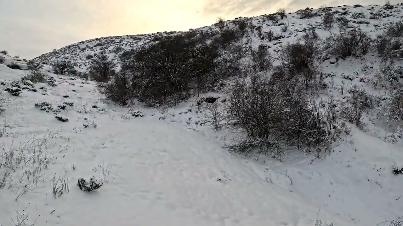 კურდღლის კვალი