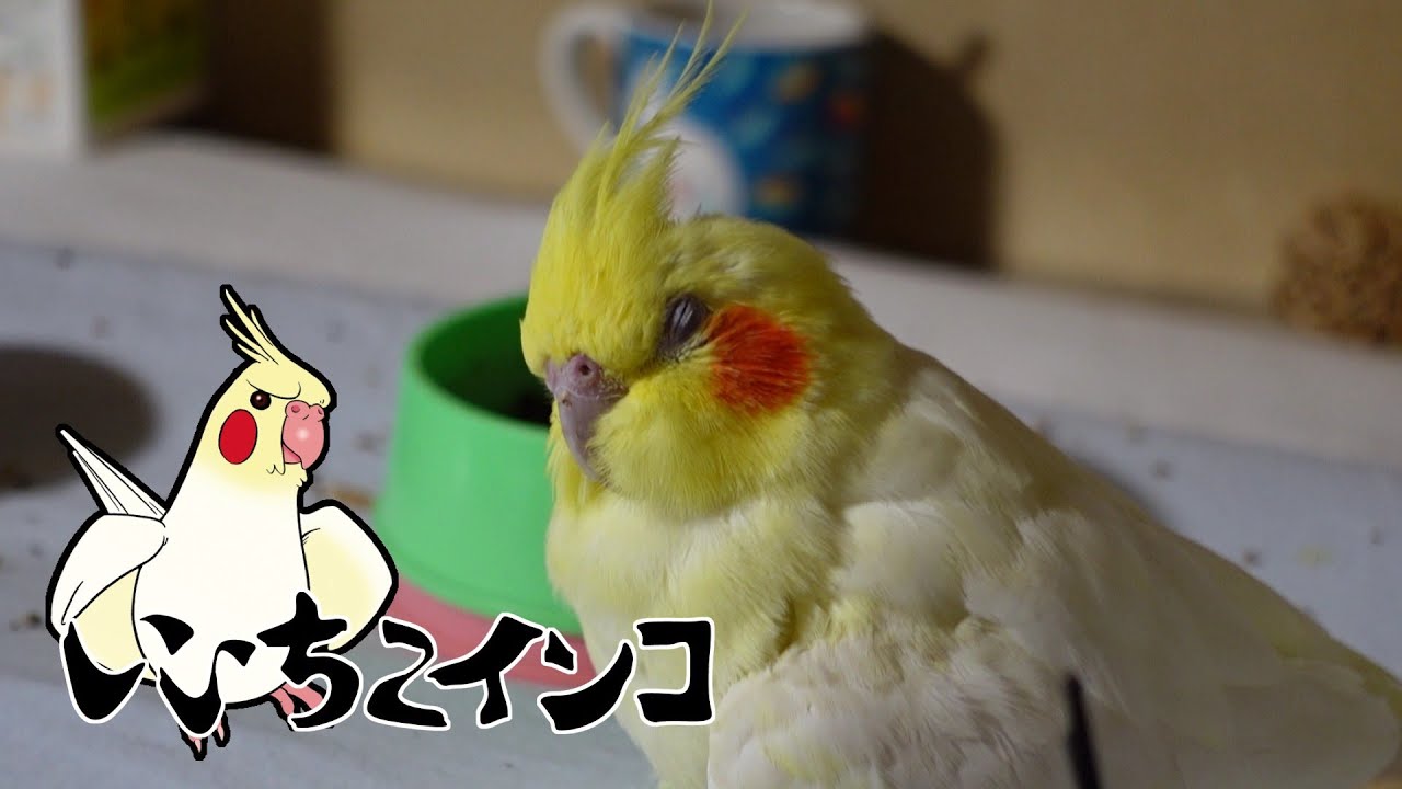 おネム…zZZ（2022年6月29日の様子）