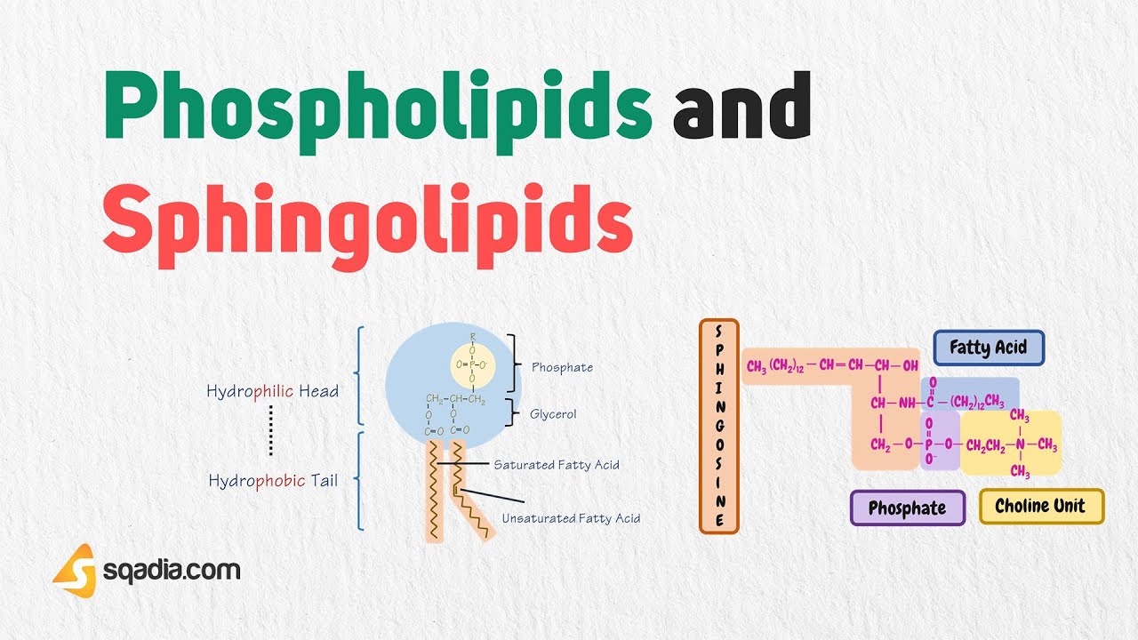 Phospholipids and Sphingolipids | Biochemistry