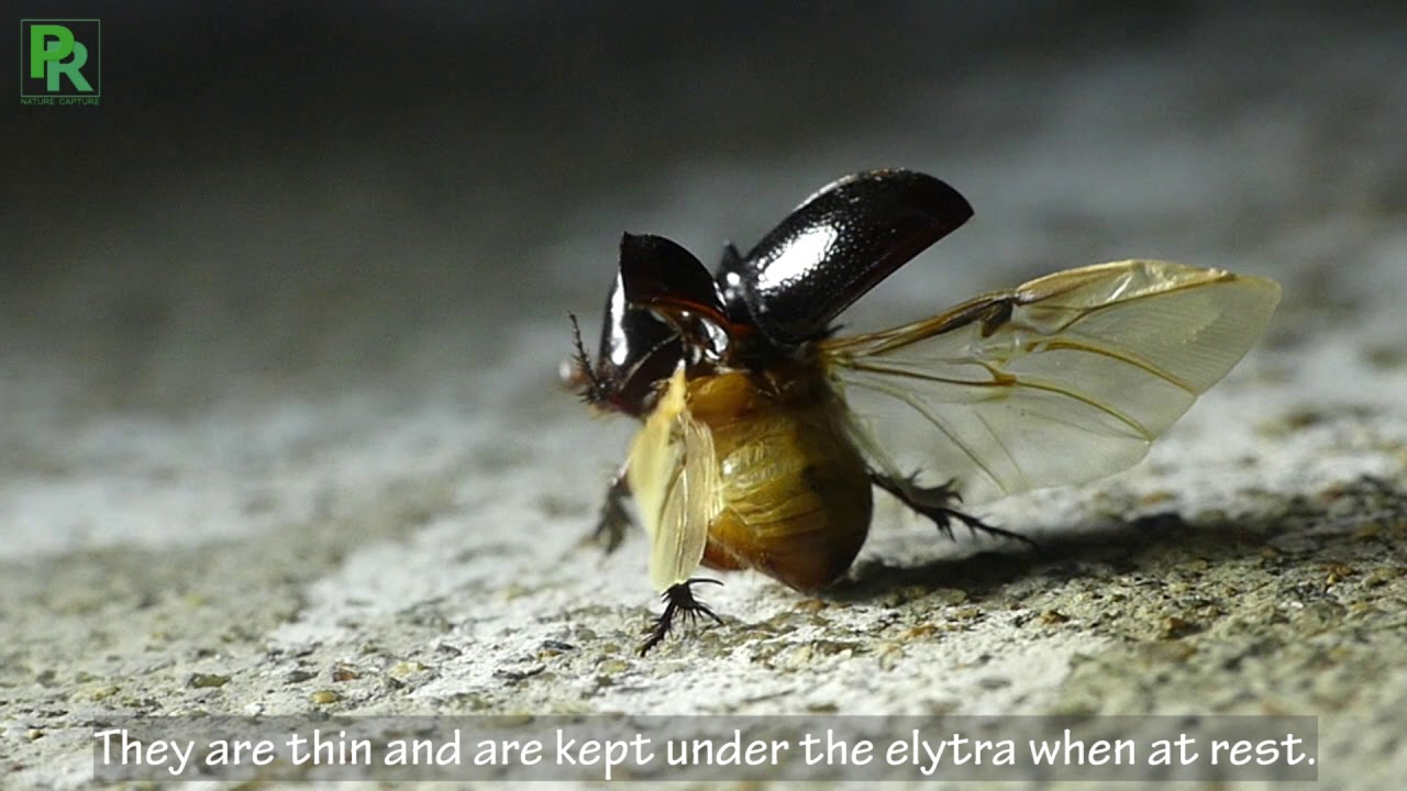 Scarab beetle flight; ದುಂಬಿ ಹಾರುವ ಬಗೆ