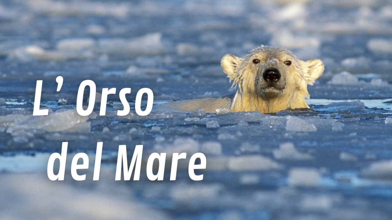 Biologia ed evoluzione dell' ORSO POLARE  con Giada Padovani