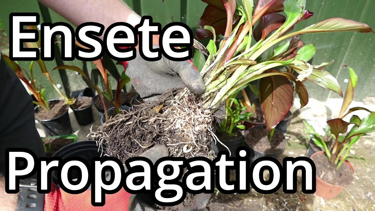 Propagating Ensete ventricosum 'Maurelii' Part 2