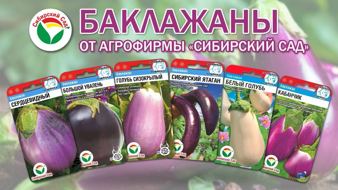 Баклажаны от агрофирмы 