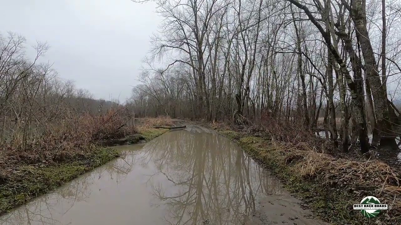 Herons Hunting the Road