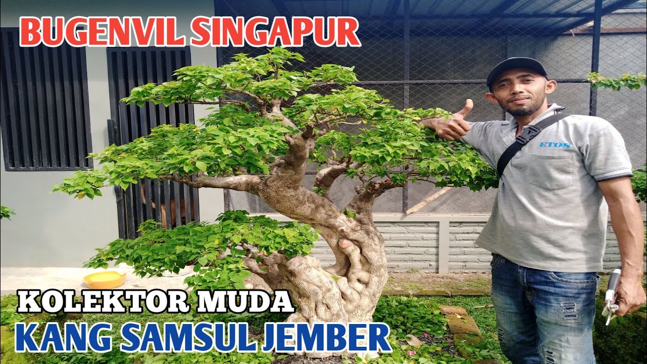 @PP.AT-TAUFIQ_NOGOSARI | review bonsai bugenvil singapur | kolektor muda kang samsul jember