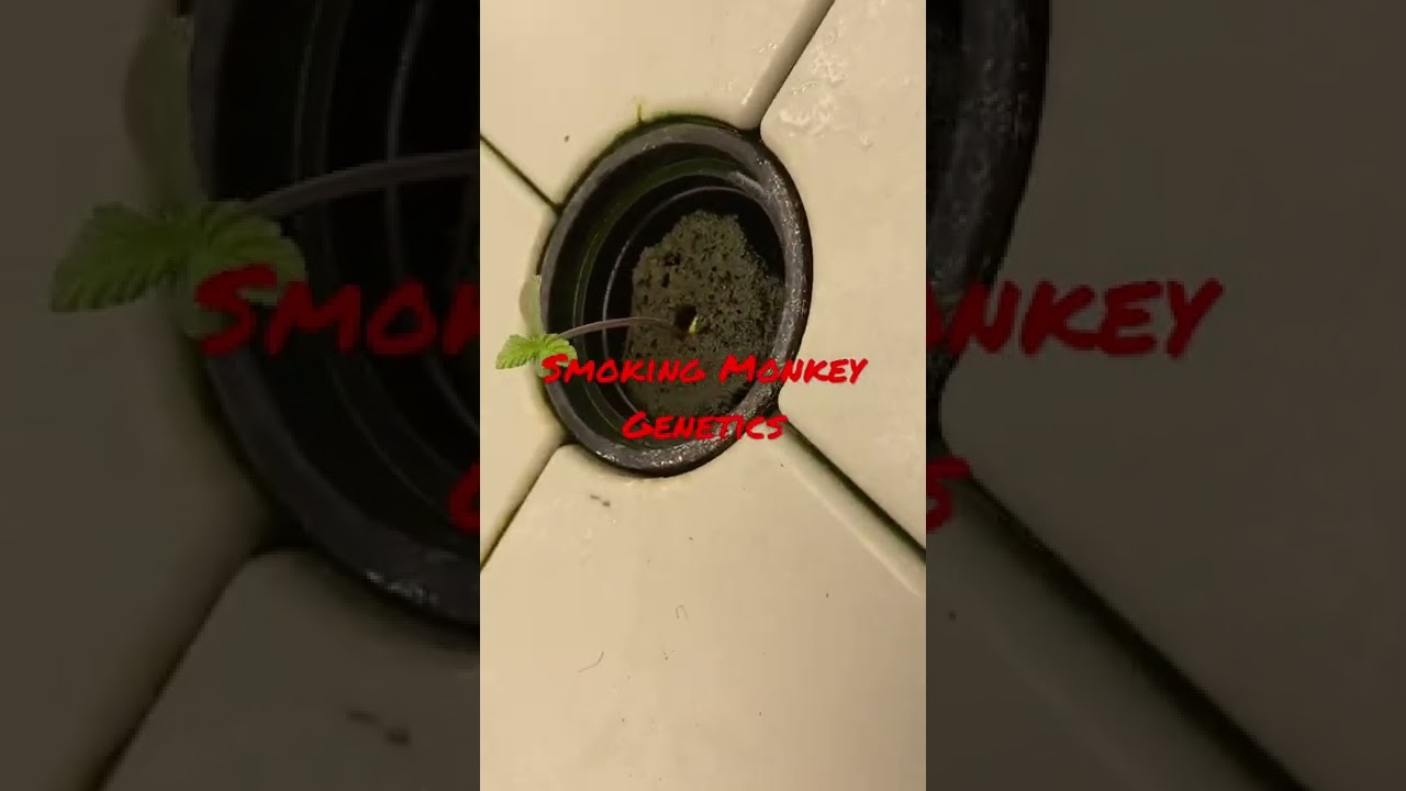 Smoking Monkey Genetics Arkansas Fly Trap Auto#vispectra#Nukeheads￼