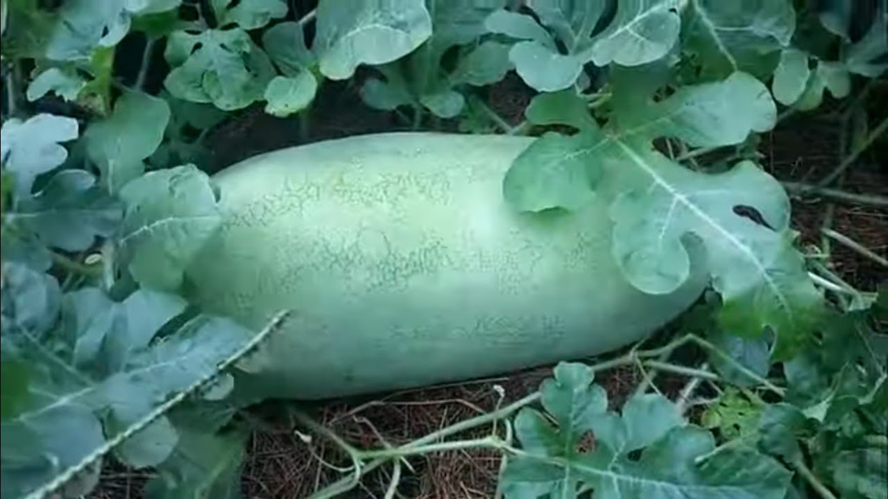 WATERMELON PATCH - FINAL UPDATE BEFORE HARVEST