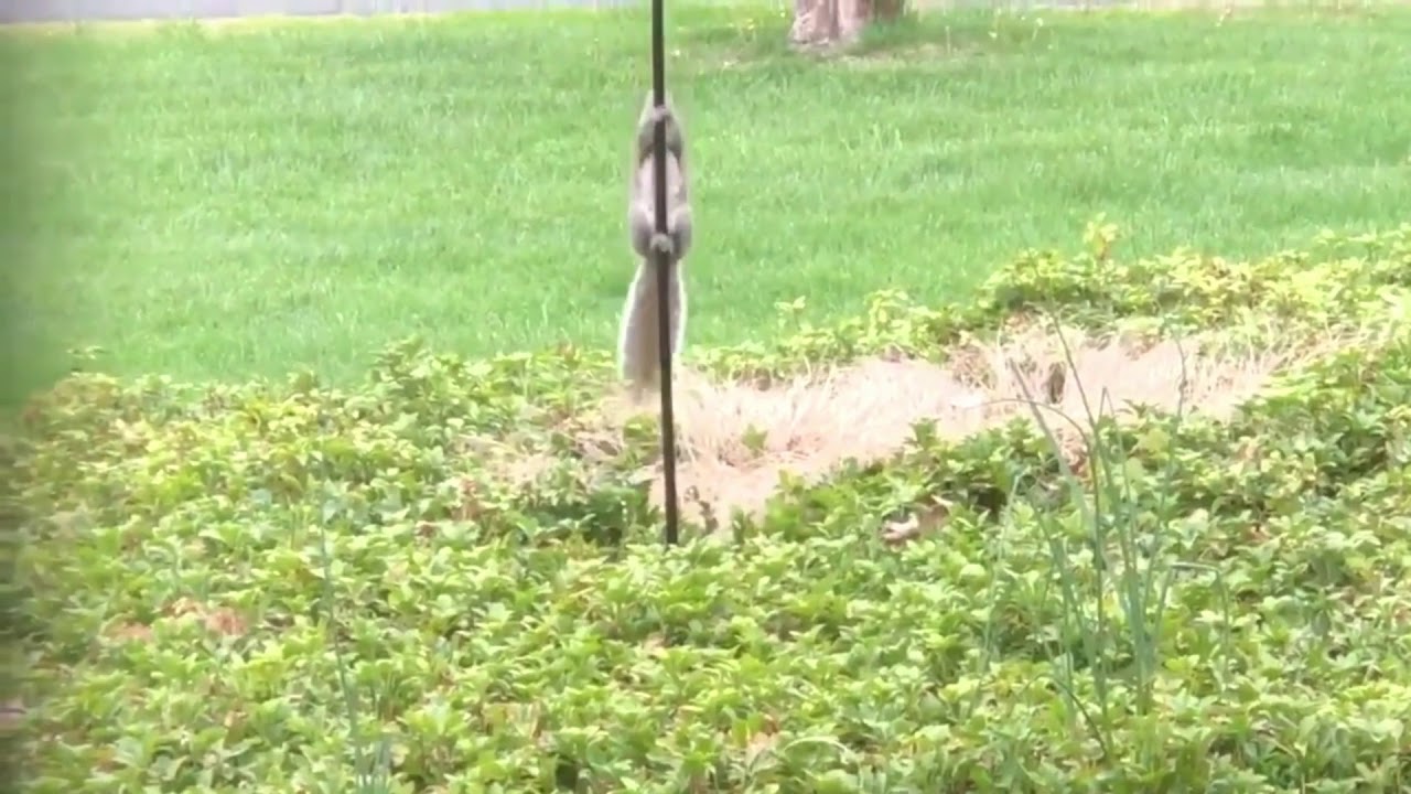Funniest Squirrel On Greased Pole