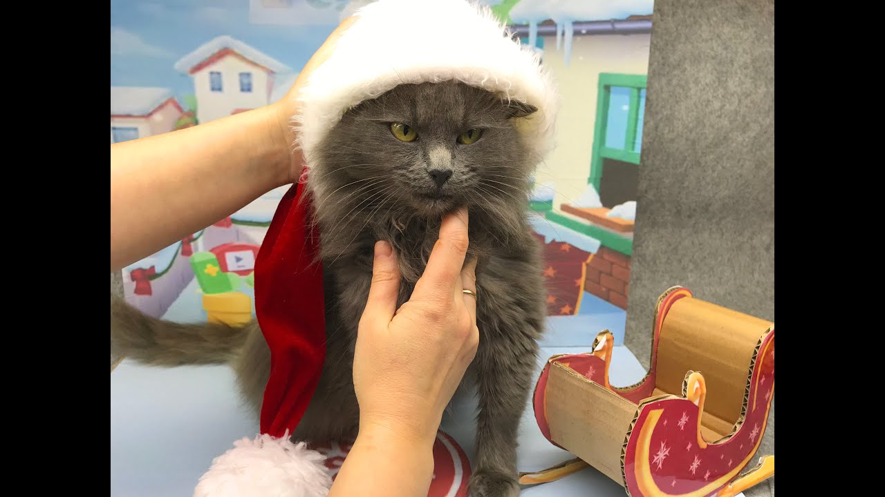 My talking Tom 2. Christmas.  Real cat TOM. DIY