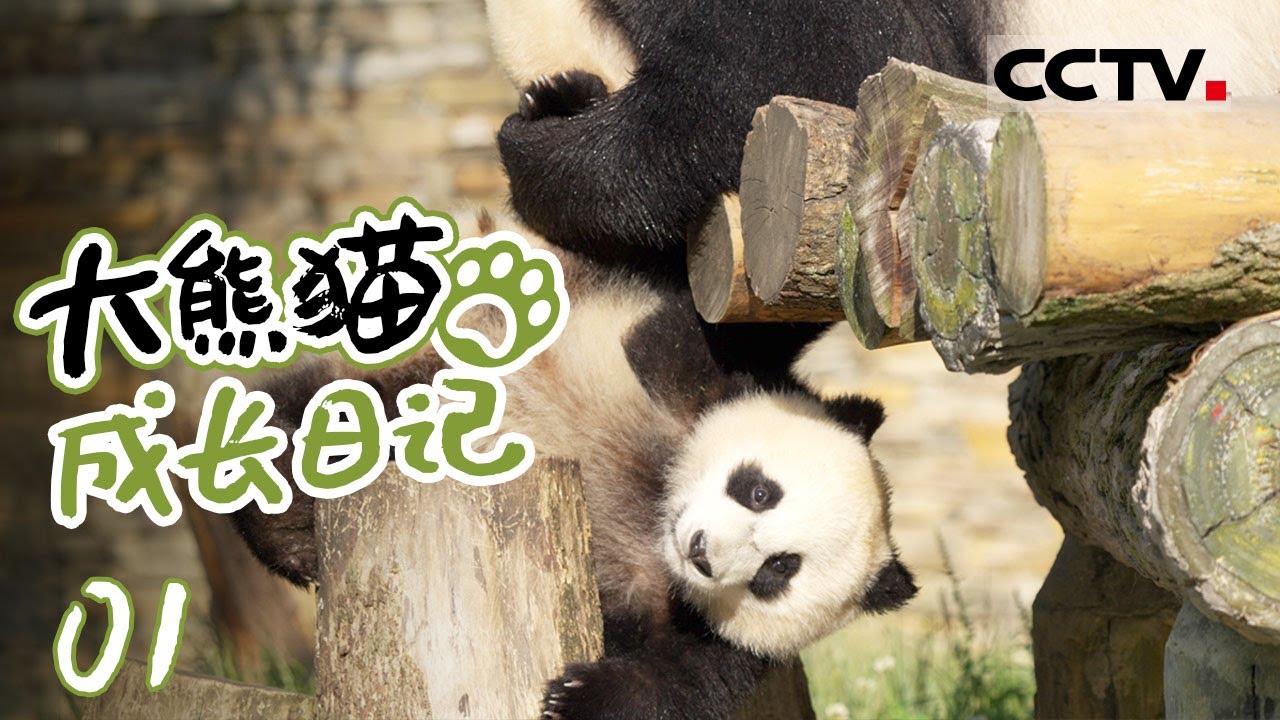 《大熊猫成长日记》01 熊猫贤贤崽与蕊蕊崽的成长日记 两只小家伙打打闹闹 吃笋笋【CCTV纪录】