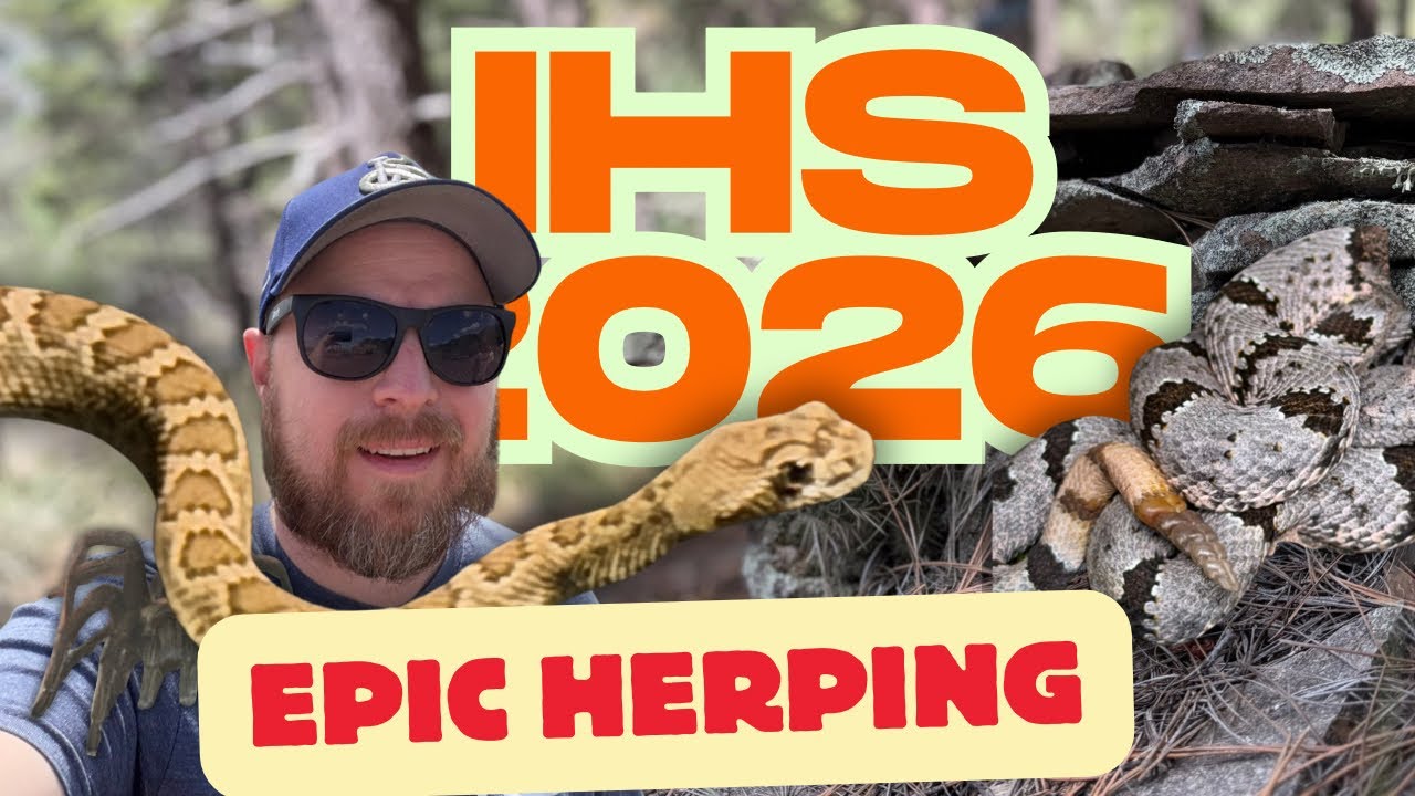 IHS 2026 был НЕВЕРОЯТНЫМ! 5 дней герпинга и потрясающие новые виды змей