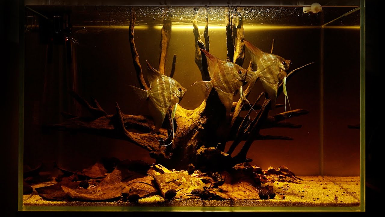 프롤로그 | 고목 나무와 알텀 엔젤 | 비오톱 | 물멍 | Prologue | Aquascaping Biotope Aquarium |  Angel | MulMung