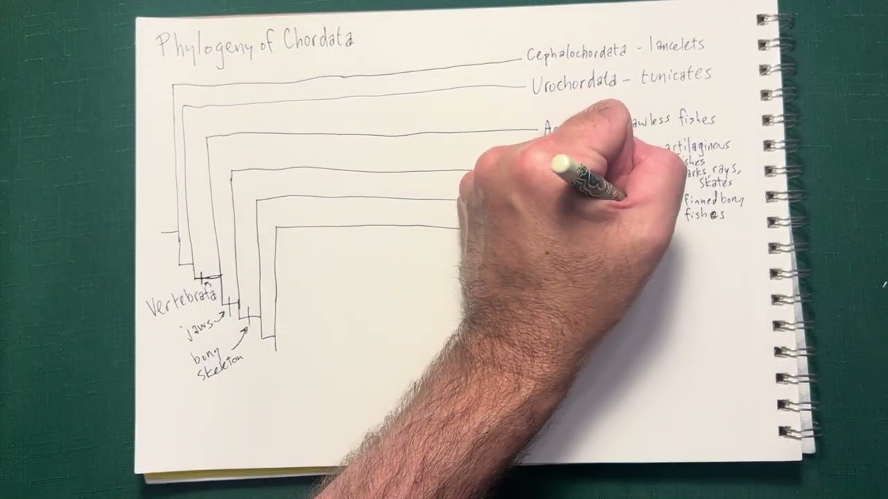 Chordata phylogeny