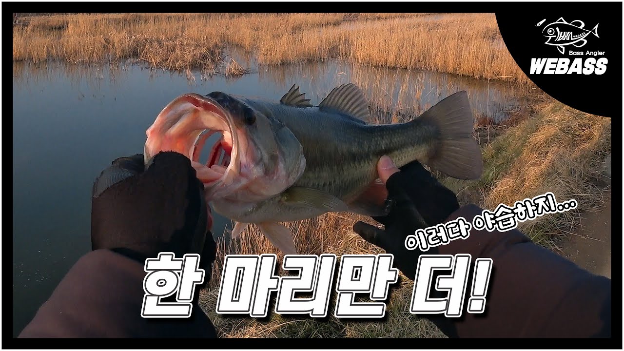 [배스낚시] 겨울 비 온 대호만 배스 상황은 어떨까요? Ep.183 위배스