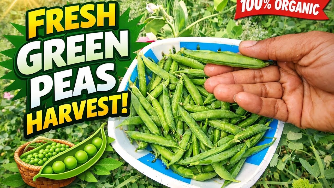 Harvesting peas from the garden #harvesting #gardening #ougmentgardning