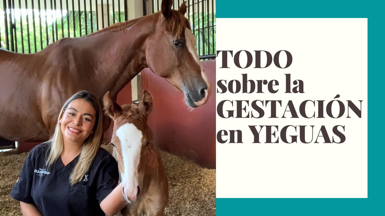 TODO SOBRE LA GESTACIÓN EN YEGUAS