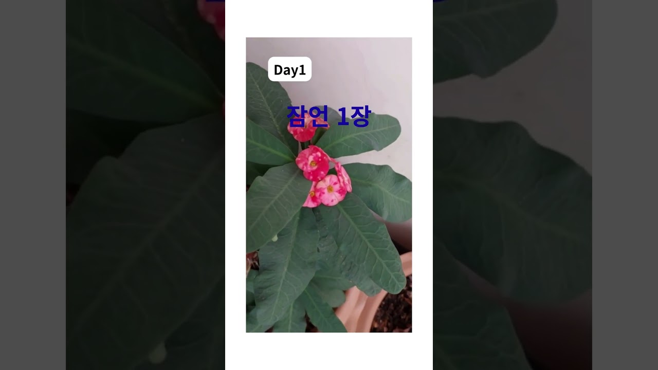 112525#잠언 1장#잠언읽기#성경읽기