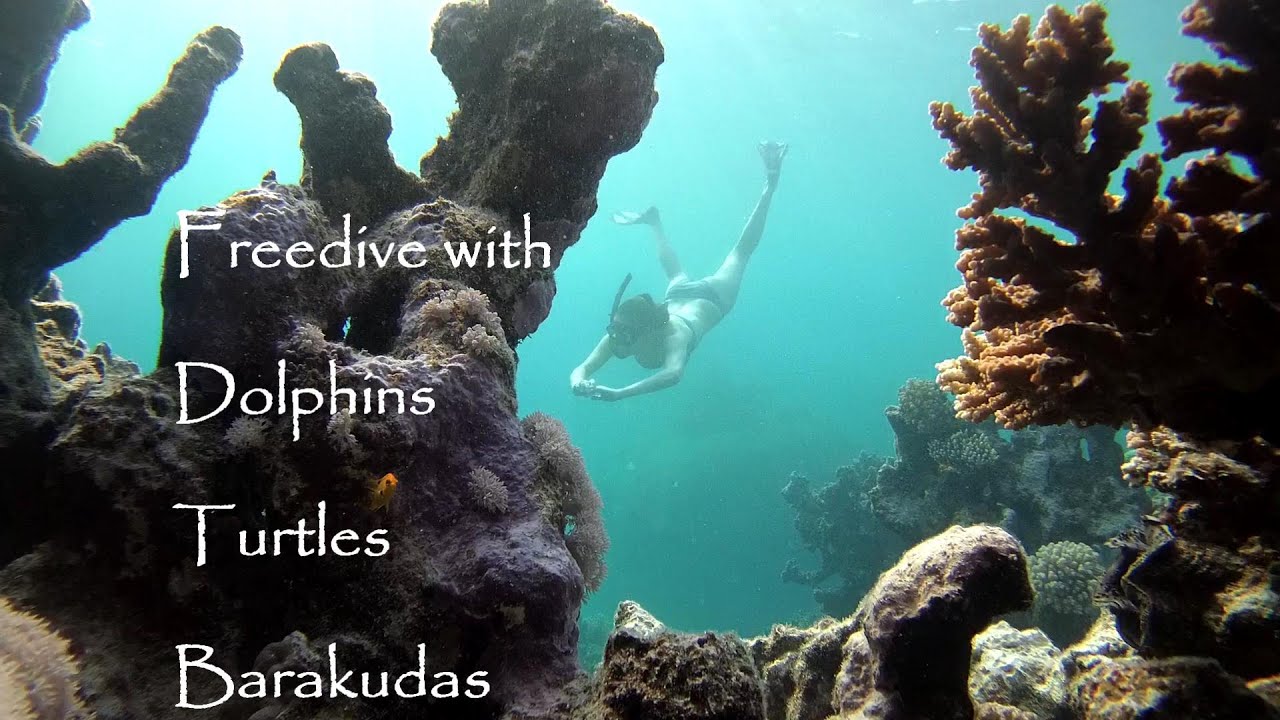 RED SEA FREEDIVING