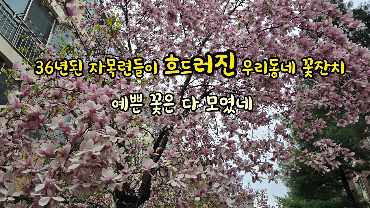 36년된 자목련들이 흐드러진 우리동네 예쁜꽃은 다 모였네! 4월의 꽃잔치!!