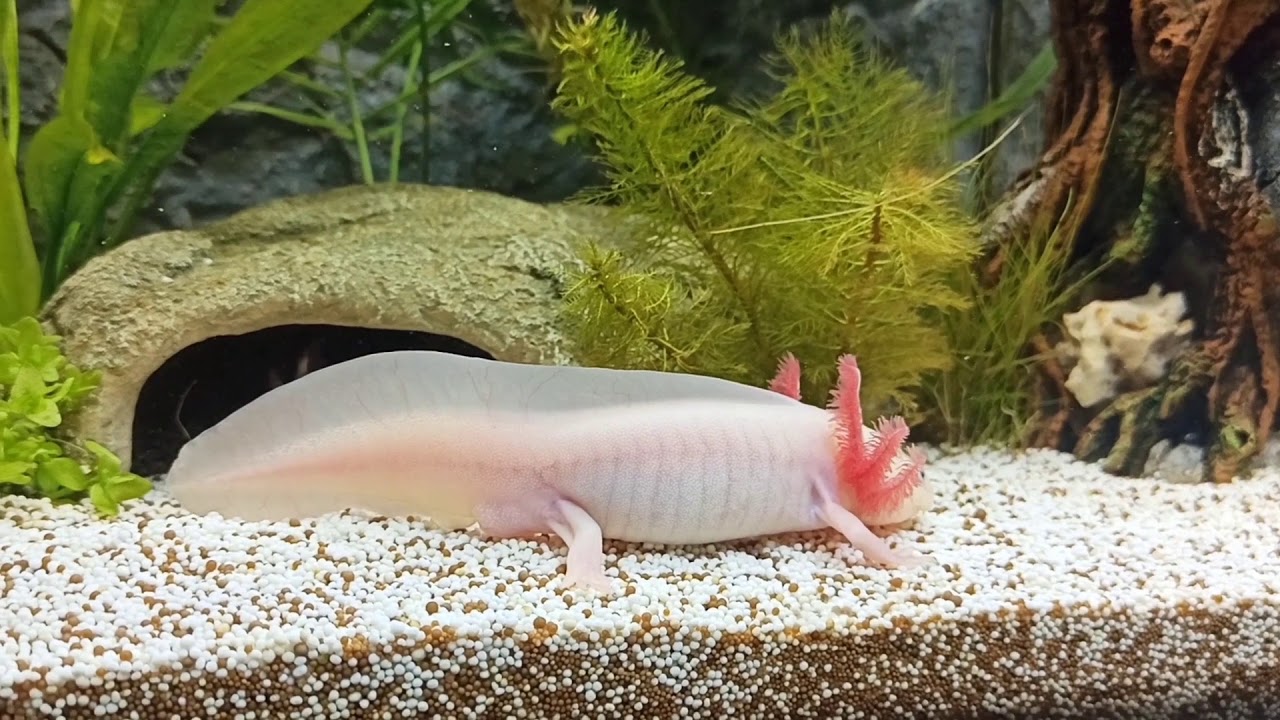 Axolotl Balzverhalten - Courtship