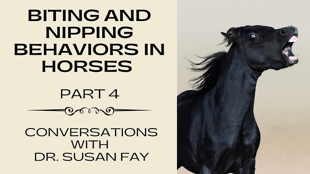 Biting and Nipping Behaviors in Horses - Part 4