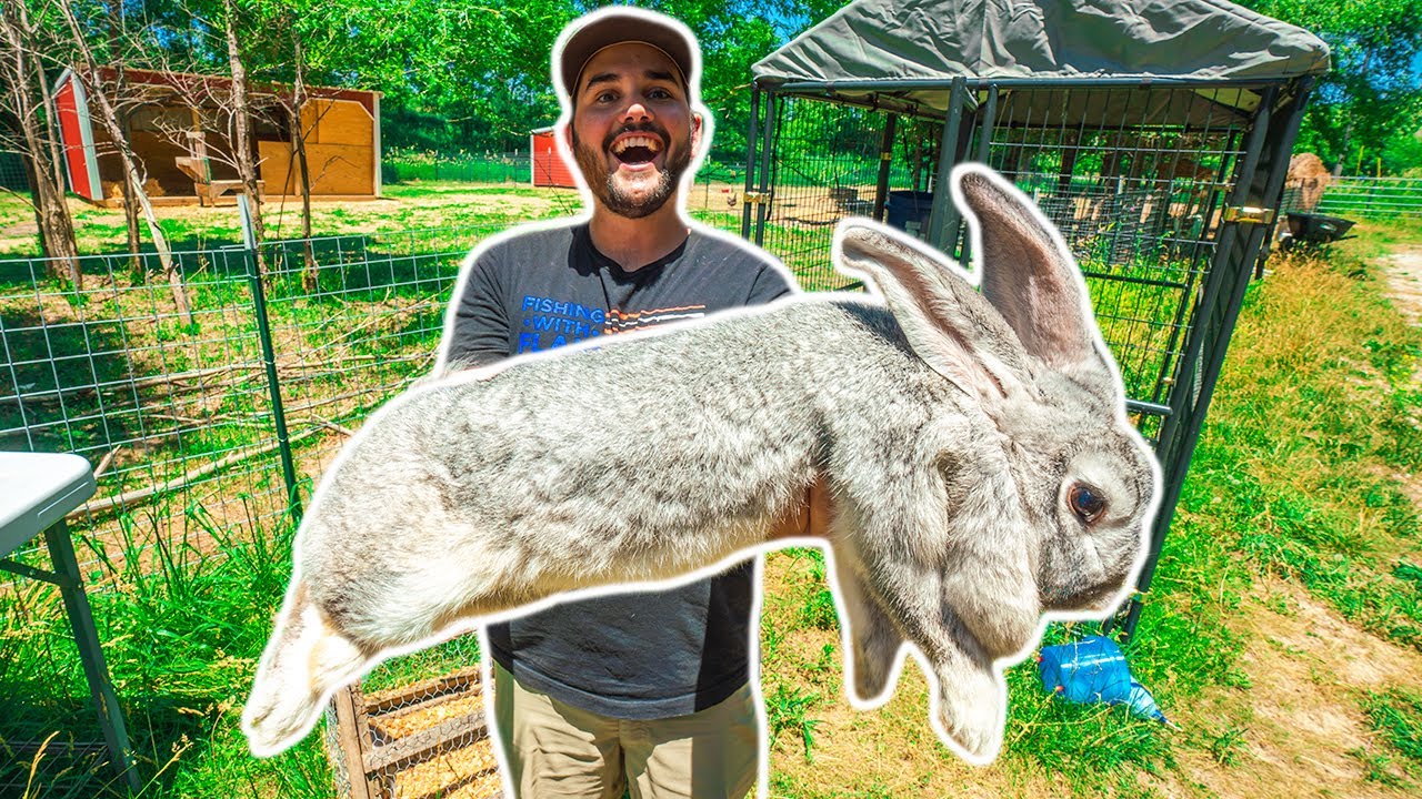 I Bought the WORLD'S LARGEST RABBIT for my BACKYARD FARM!!! (Exotic Animal Auction)