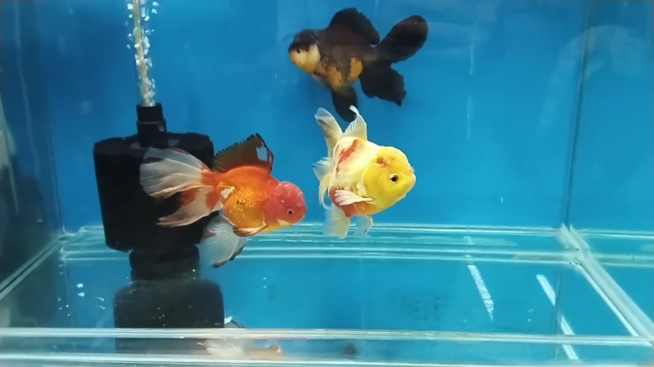 BOMBA KAMPANYA İLE SİZLERLEYİZ #goldfish #keşfet #viral #oranda #aquarium #pets #goldfishtank #fyp 