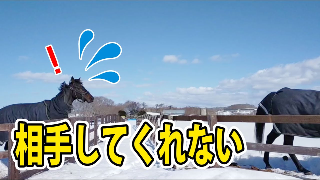 ビービーガルダンが相手してくれないローズキングダム｜ヴェルサイユリゾートファーム