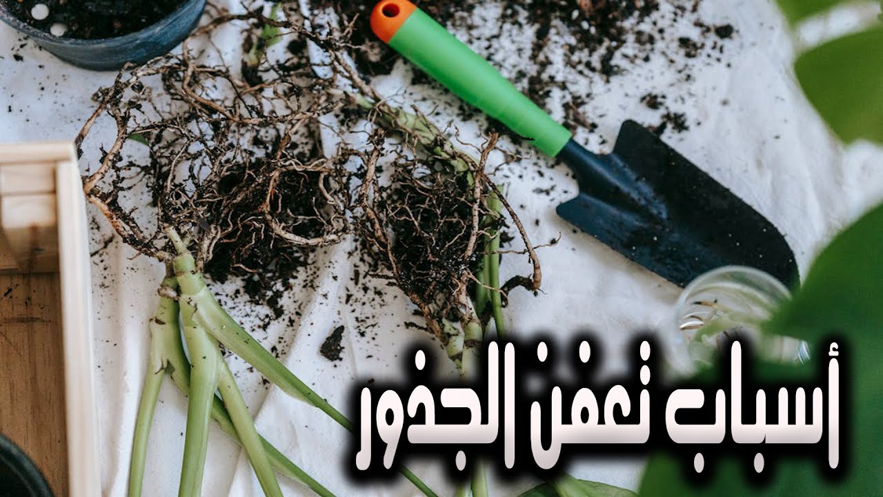 أسباب تعفن جذور أى نباتات وعلاجها , تابع للنهاية