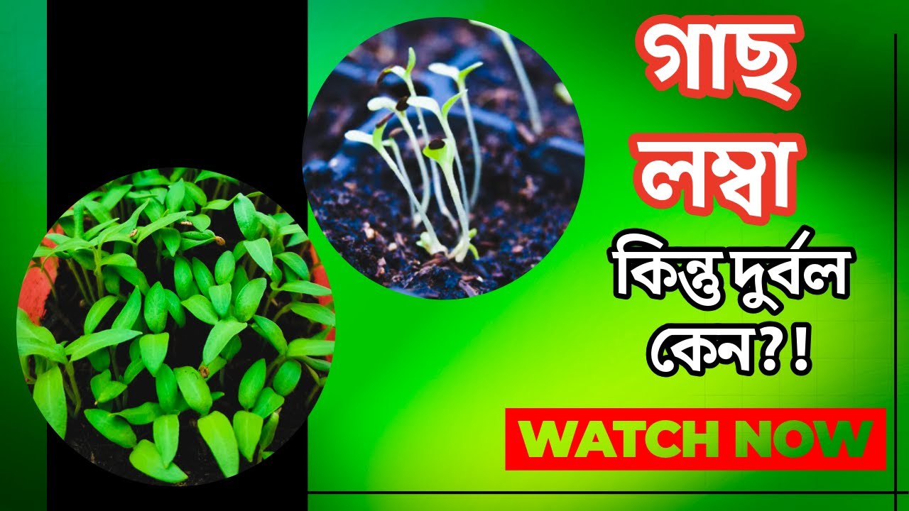 গাছ লম্বা হয় কিন্তু শক্ত নয় কেন? 😱 সাধারণ গাছ vs লেগি গাছ | আলো না পেলে কী হয়? 🌱