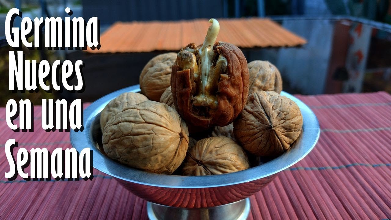 Método INFALIBLE para Germinar NUECES rápidamente