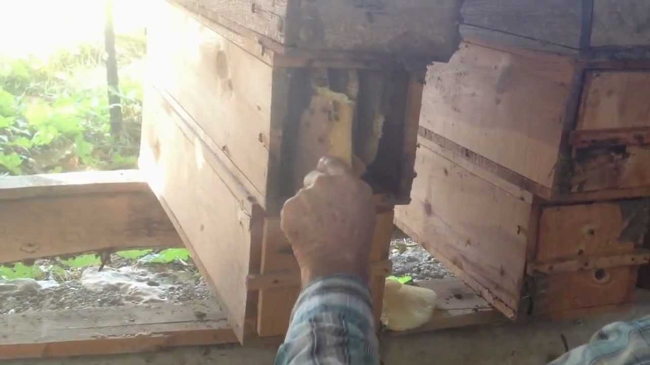 Kara Kovan Bal Sağımı