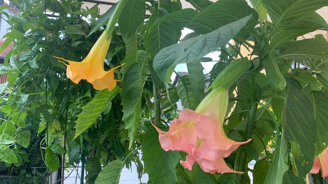 A MISTERIOSA PLANTA TROMBETA DE ANJO art’s & flores