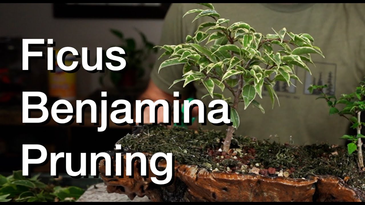 Ficus Benjamina Pruning:  Dave's Bonsai E270