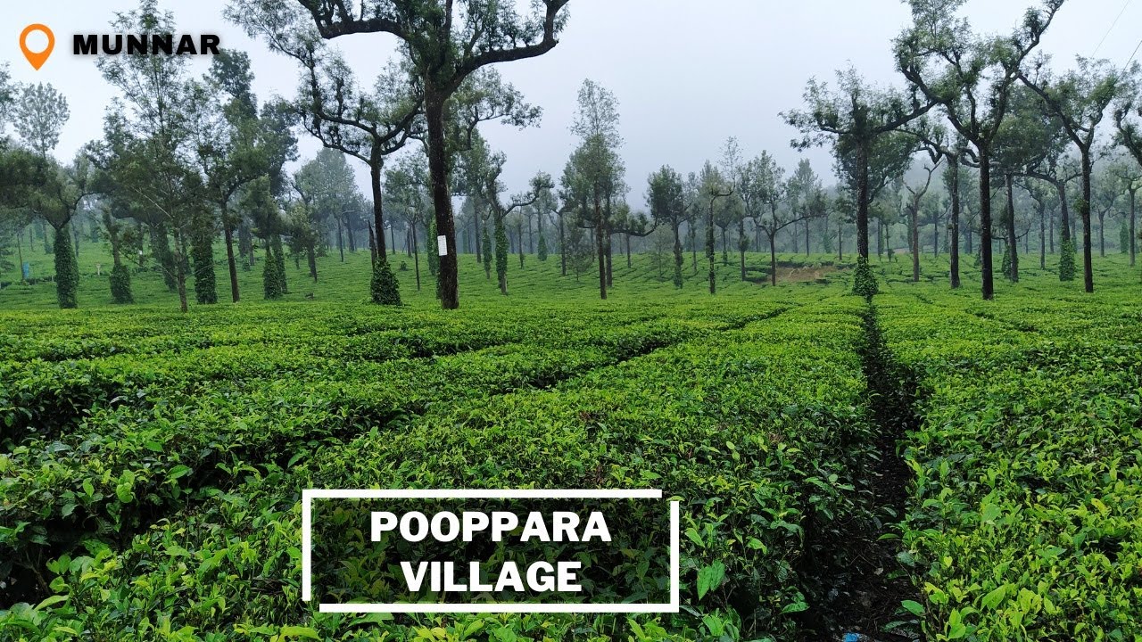 Scenic Poopara Tea Estates (Munnar to Thekkady Route)  |  Iddukku District, Kerala