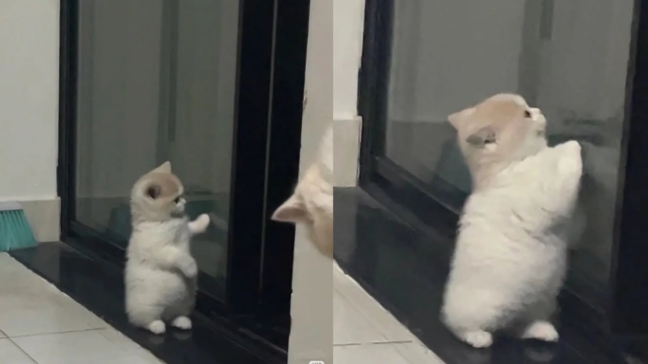 Cats Just Doing What Cats Do Best 🤣Funny Cats Videos 2025 🐱 Part 8