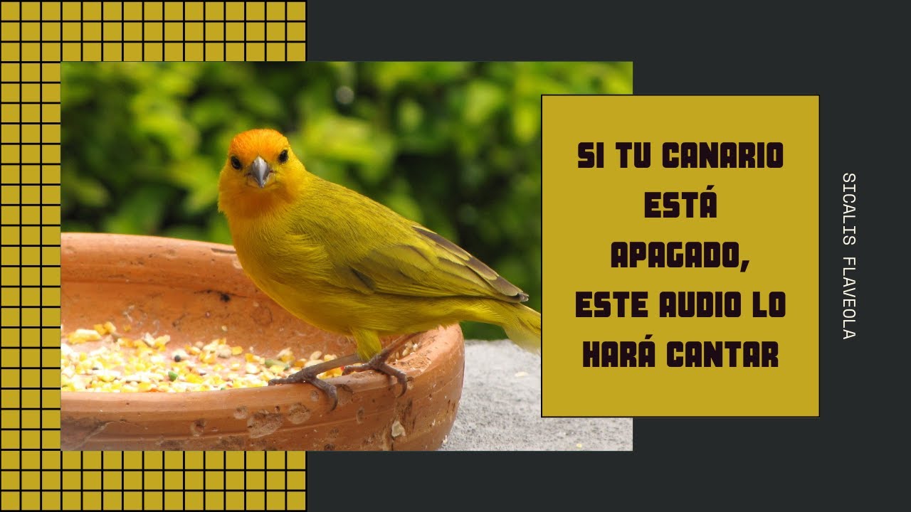 SI TU CANARIO ESTÁ APAGADO, ESTE AUDIO LO HARÁ CANTAR 🎶🔥
