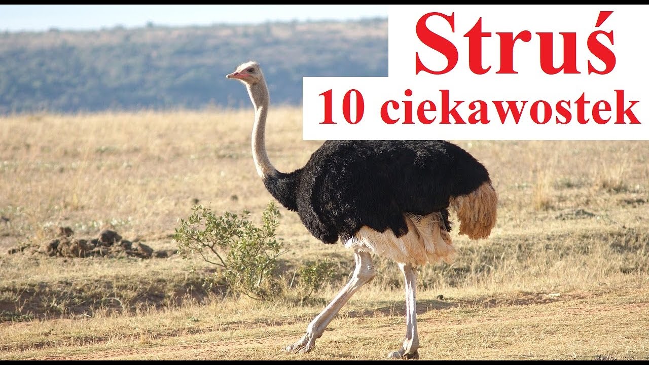 Struś - 10 ciekawostek