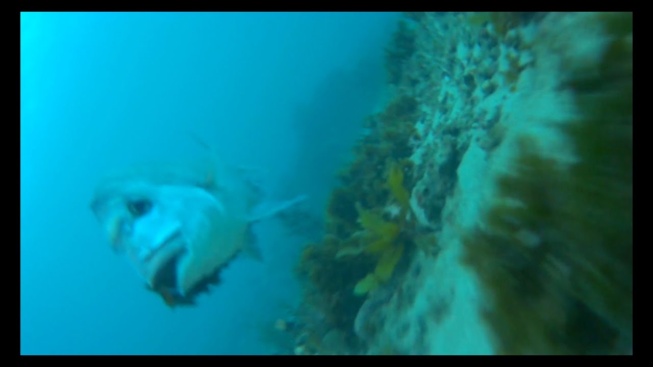 Fishermans Beach Wollongong - Port Kembla - Video 17 - Late Afternoon Summer Reef  Report