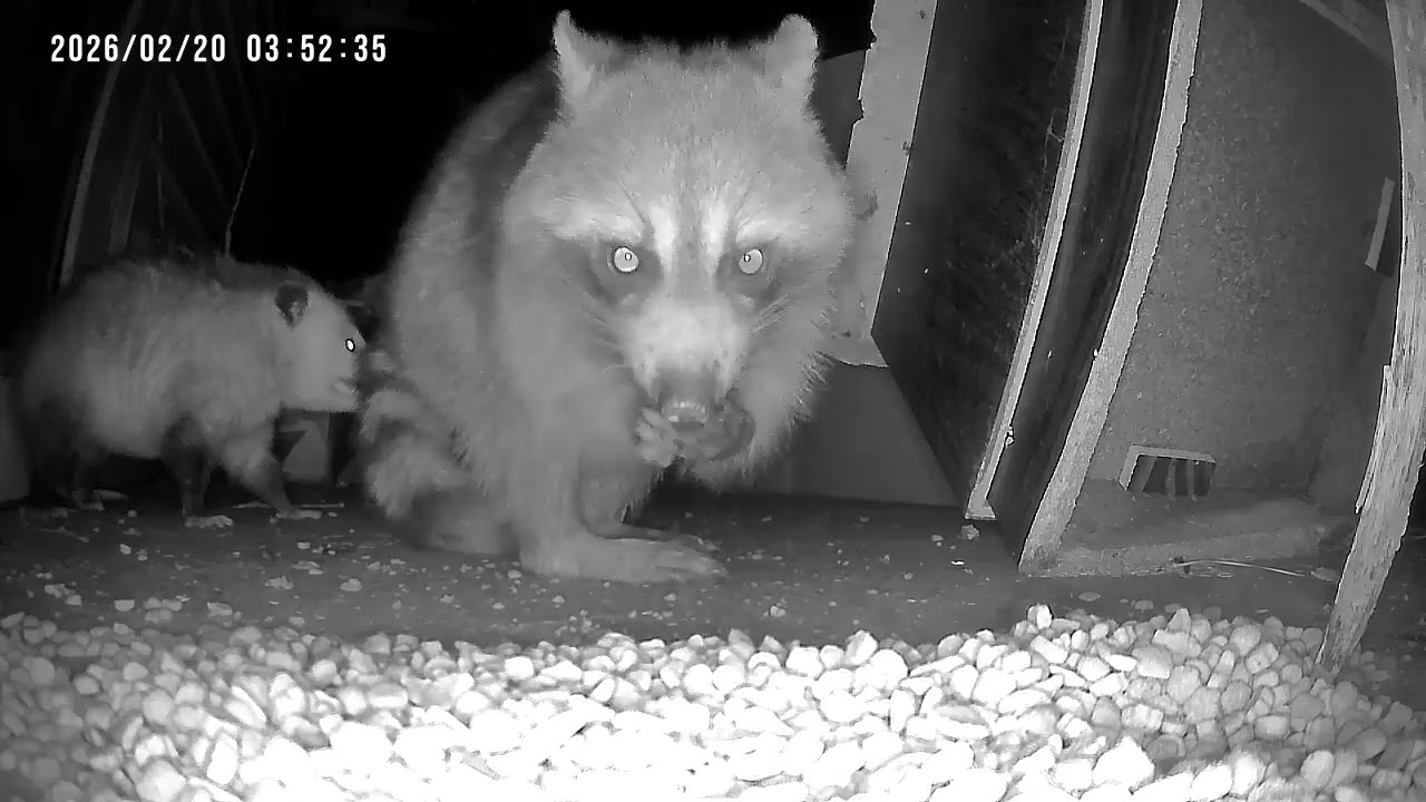 Racoon gets bit on the butt by opossum 
